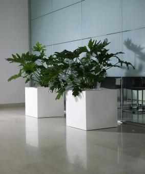 images/categorieimages/Kube50wittweekeer.jpg